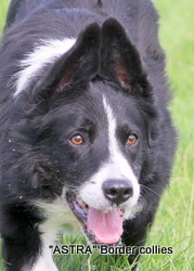 Sweep - Pennant Williams, black and white Male border collie